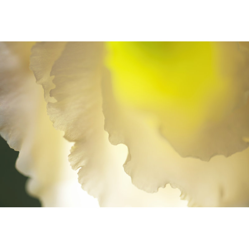 White Lisianthus II - Wrapped Canvas Painting, 20cm H x 30cm W x 3.8cm D