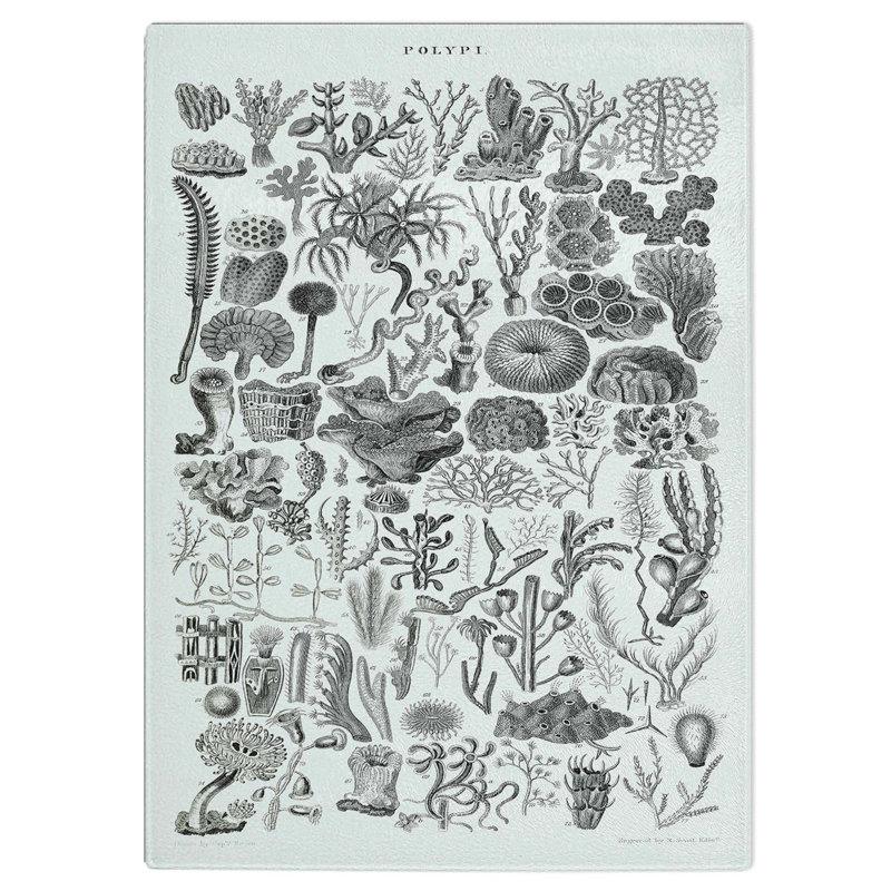 Tempered Glass Polyp Study Chopping Board, 20 cm W x 28.5 cm L