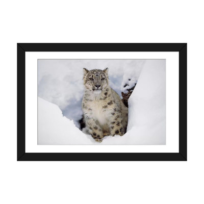 «Snow Leopard in Snow, Native to Asia» par Timg Fitzharris - reproduction de photo sur toile tendue