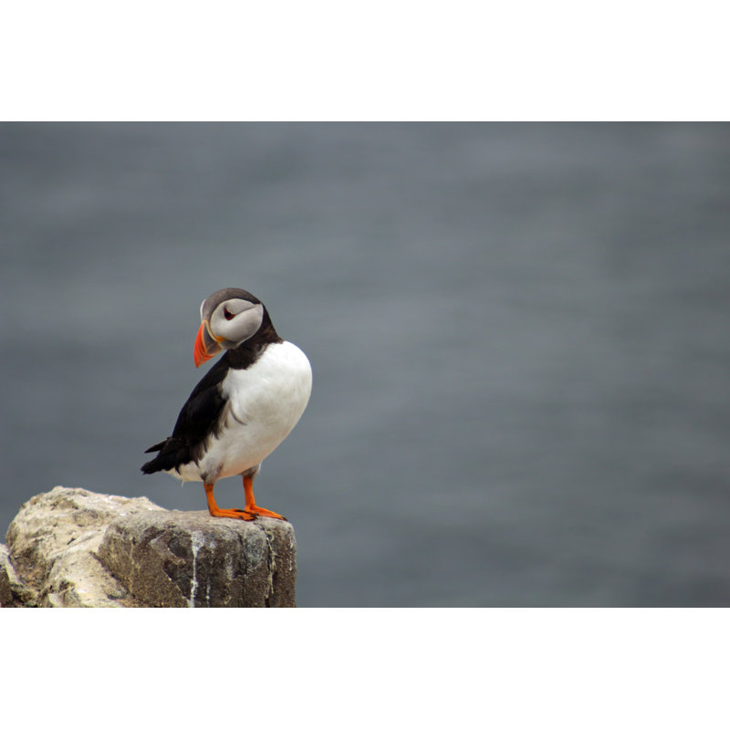 Atlantic Puffin by Louise Cunningham - Wrapped Canvas Print, 30cm H x 46cm W x 3.8cm D