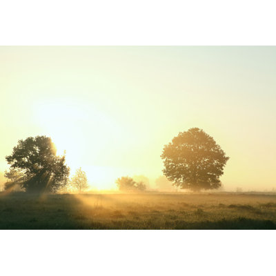Spring Meadow At Dawn by Aniszewski - Wrapped Canvas Print