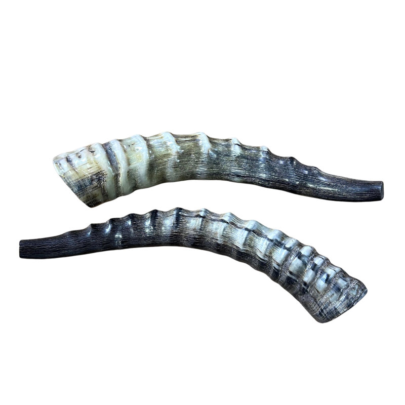 Blesbok Yemenite Shofar