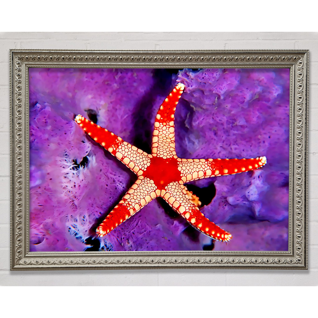 Gerahmtes Leinwandbild Starfish On Purple