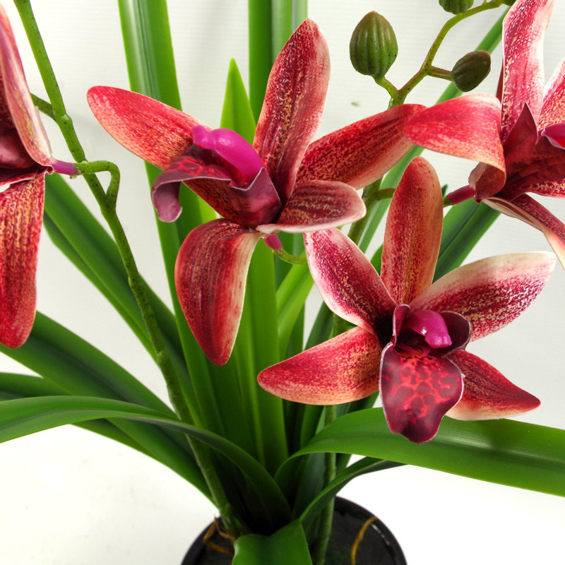 Anneus 50cm Plant