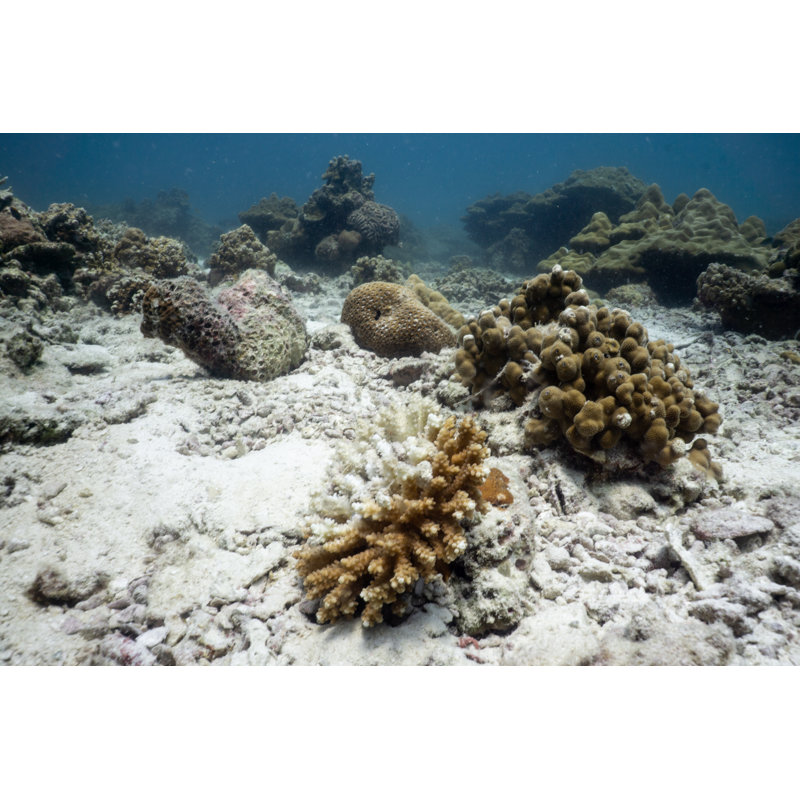 Coral Bleaching by Placebo365 - No Frame Print on Canvas, 30cm H x 46cm W