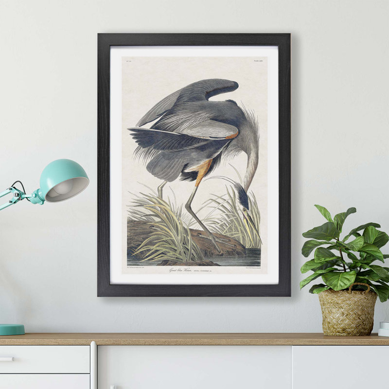 'Great Blue Heron' by John James Audubon - Picture Frame Painting Print on Paper, Black, 45cm H x 63cm W x 2cm D