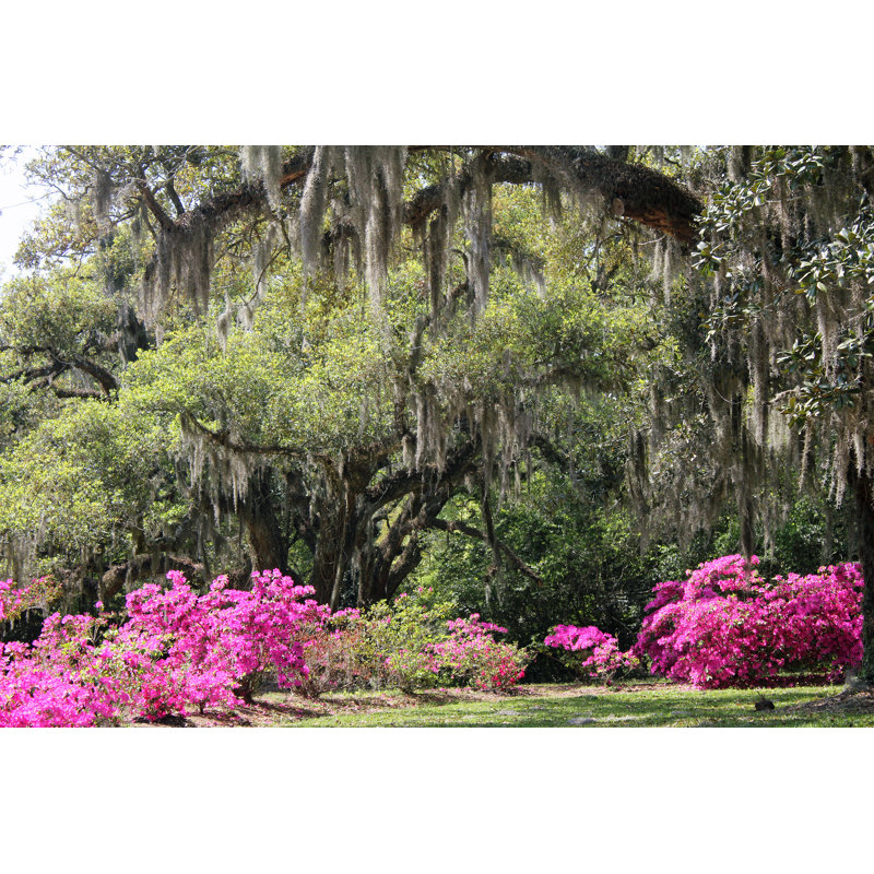 Azalea Garden - Photographie sur toile tendue, H 8 po x l 12 po x P 1,25 po