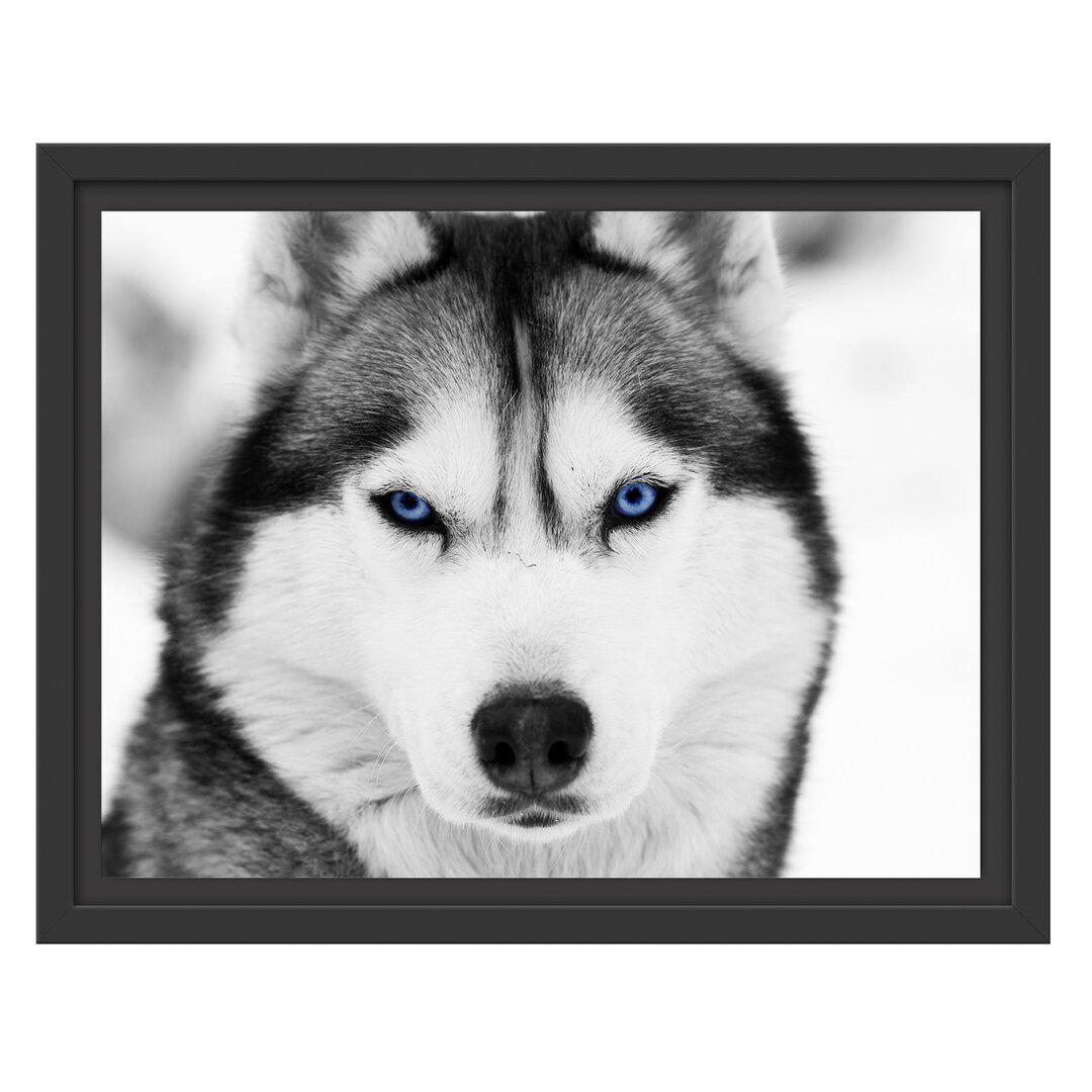 Gerahmtes Wandbild Husky mit blauen Augen