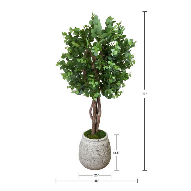 Oriental Ficus Tree in Stone Pot