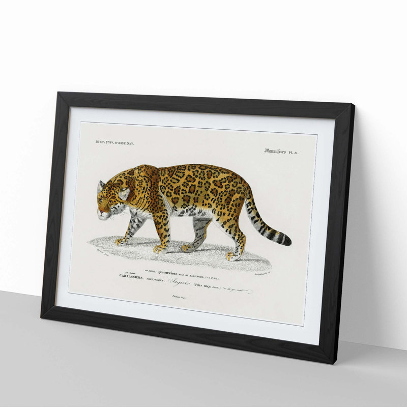 Jaguar by Charles dOrbigny - Framed Print, 48cm H x 65cm W x 2cm D, Black Framed