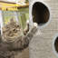 Cat Barrel Tree Tower with Sisal Cosy Platform Light Grey