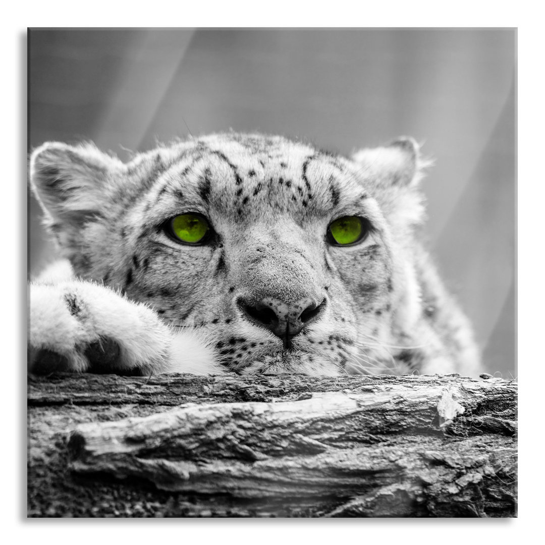 Ungerahmtes Foto auf Glas "Schöner Gepard mit grünen Augen"