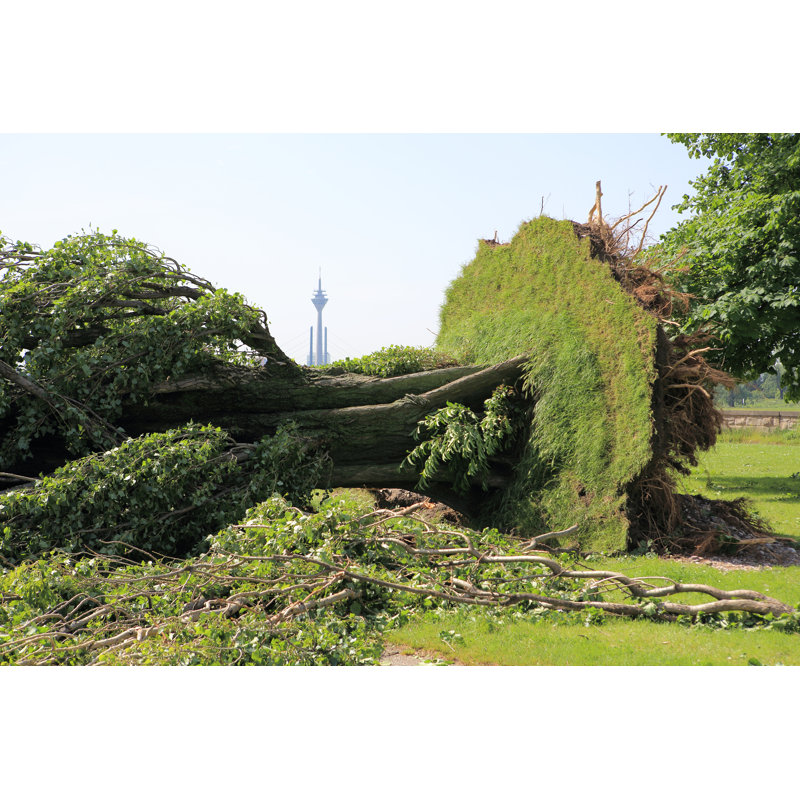 Tree Damages In Dusseldorf Germany by Lux_D - Wrapped Canvas Print, 30cm H x 46cm W