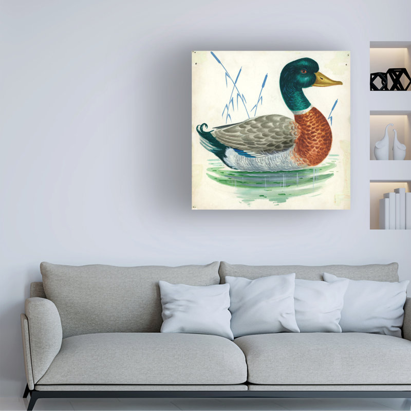 Illustration de l'artiste Inconnu, canard colvert ou canard sauvage, Anas Platyrhynchos, H 24 po x l 24 po