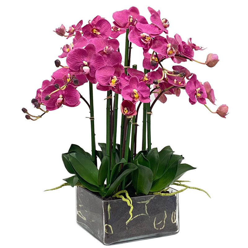 Phalaenopsis In Square Vase