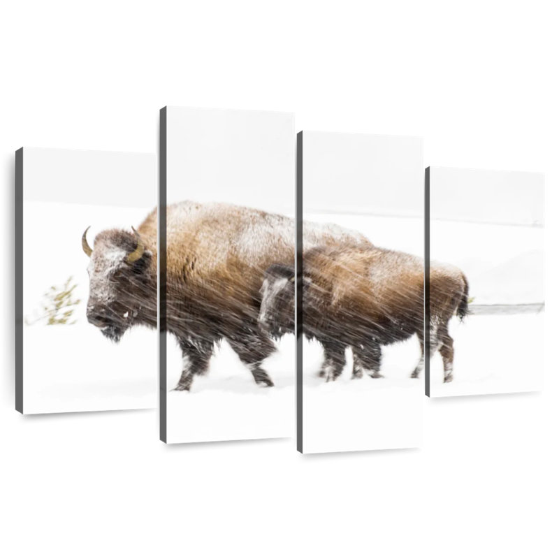 Bison dans le parc national de Yellowstone, H 22 po x l 36 po