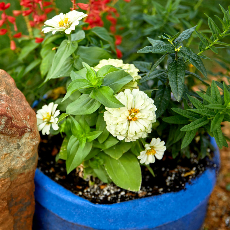 Jardinière en tissu Smart Pot®, 11,5 x 16 x 16, Bleu