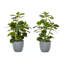 Ensemble de 2 plantes en soie artificielle Dorae Ficus Elastica, 56 feuilles vertes, pot gris-117054327