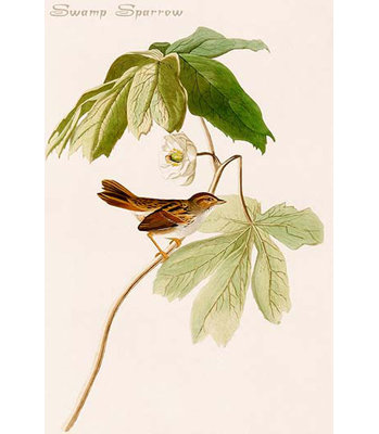 " Swamp Sparrow "