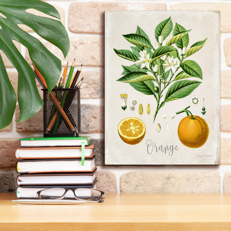 «Vintage Citrus Fruit Study B» par Jean Plout, art mural sur toile