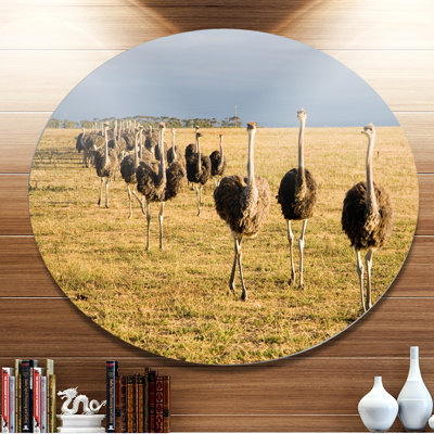 " Ostriches Walking In South Africa "