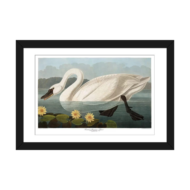 « common american swan », reproduction d’impression sur toile, H 16 po x l 24 po x P 1 po, Papier d'art encadré noir, Blanc