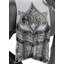 Regal Steed Figurine-36436217