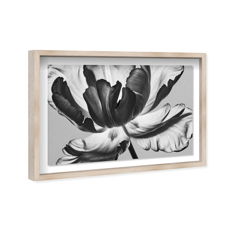Full Bloom Shadowbox Floral & Botanical Print by Oliver Gal, Black Frame, 15 x 10, 25.5" H x 37.5" W, Natural Oak Shadowbox