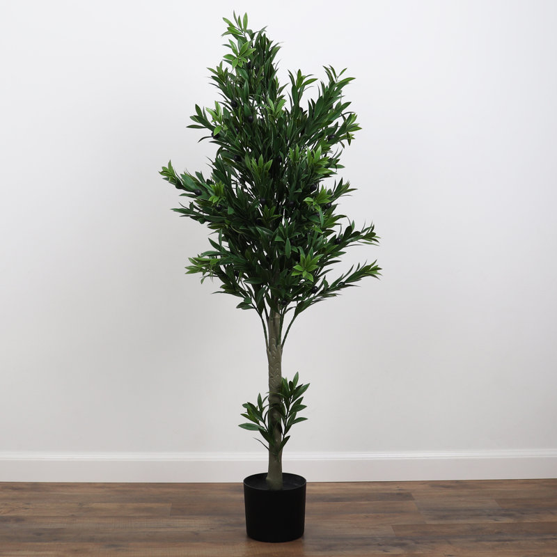 Primrue olive en pot