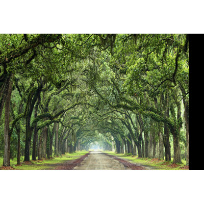 " Canopy Road Panorama VI " by James McLoughlin
