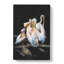 Pelicans - Wrapped Canvas-61838456