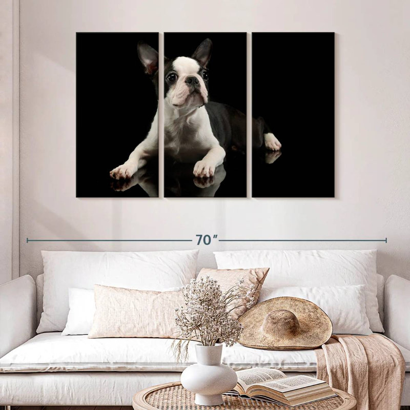 Brampt Young Boston Terrier, H 32 po x l 50 po