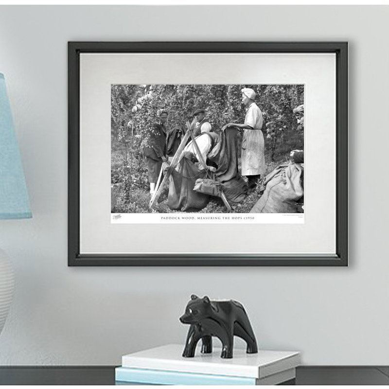 Paddock Wood, Measuring The Hops C1950 by Francis Frith - Single Picture Frame Print, 60cm H x 80cm W x 2.3cm D