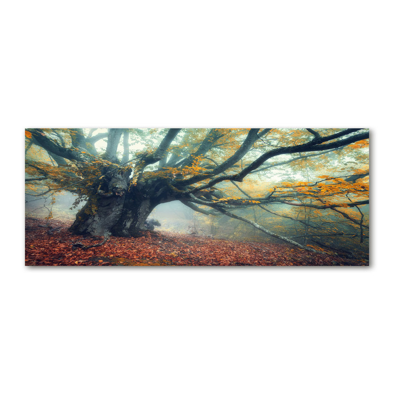 Old Tree - Wrapped Canvas Print, Glass, 70cm H x 100cm W