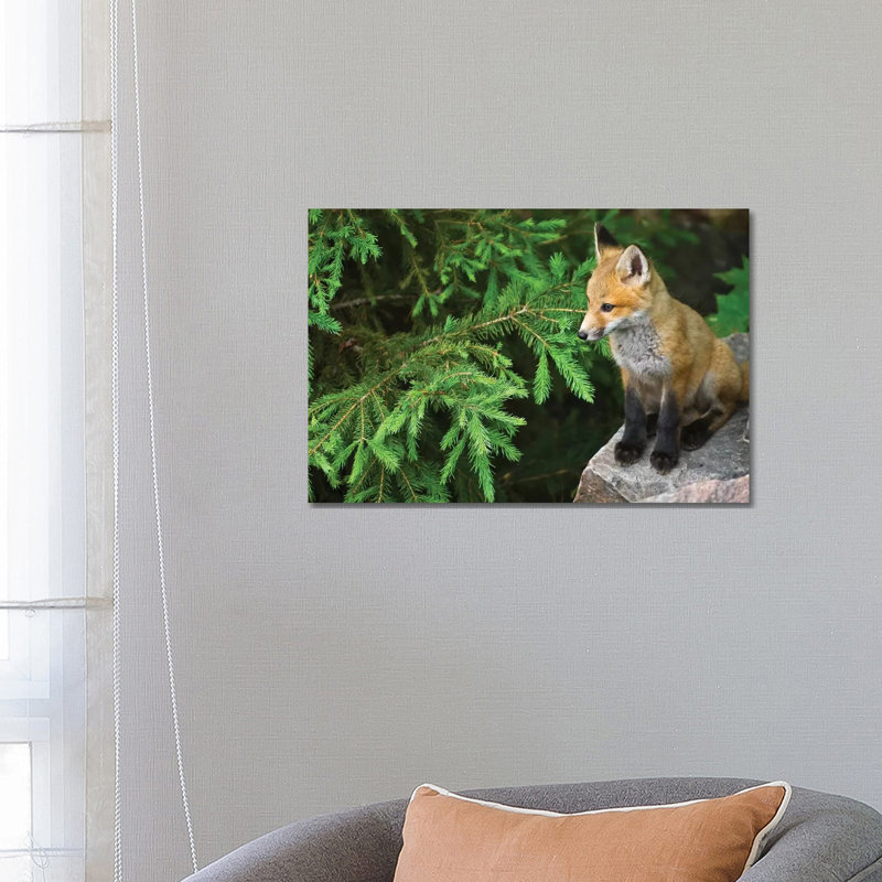 Killarney Provincial Park. Young Red Fox On Rock. by Jaynes Gallery - Wrapped Canvas Gallery-Wrapped Canvas Giclée