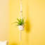 Bird''s Nest Fern Macramé in Décor Pot