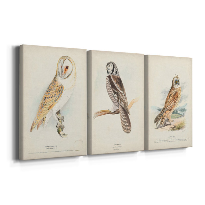 Barn Owl - Toile tendue avec châssis sur mesure - 3 pièces, H 12 po x l 24 po
