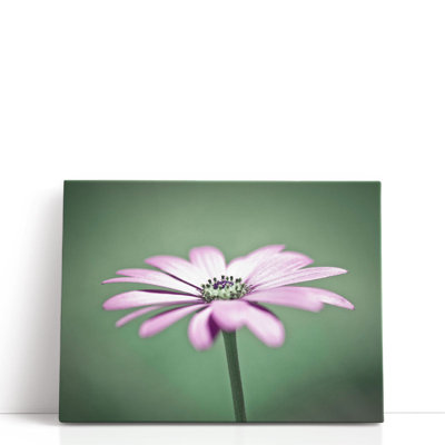 «African Daisy 1», reproduction d'art sur toile