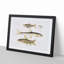 Carp and Loach Fish Illustrations by John Edward Gray - Picture Frame Graphic Art Print-55514011-55514012