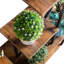 Support pour plante Free Form