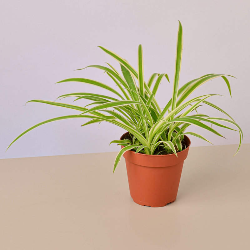 House Plant Shop Live Foliage Plant Low Maintenance Plant Rattan