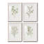 Simple Sprig I - ensemble de 4 reproductions de cadres photo-2075732641-2075732646