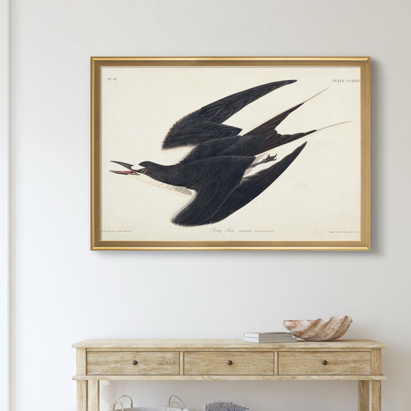 «Pl 235 Sooty Tern» - Cadre photo, impression sur toile, Doré, H 18,5 po x l 24,5 po x P 1,5 po