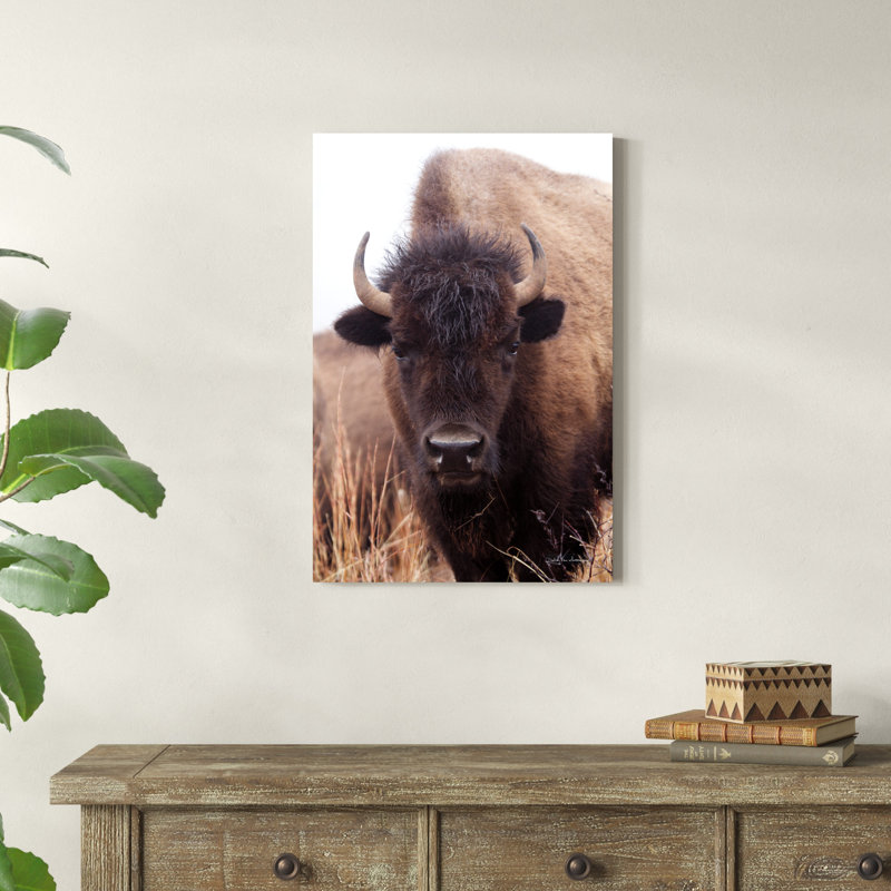 Bison d'Amérique IV, H 30 po x l 20 po