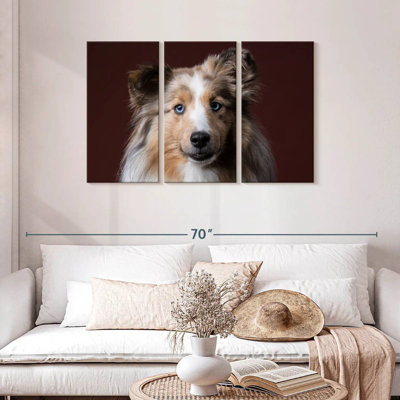 Adorable Sheltie Dog