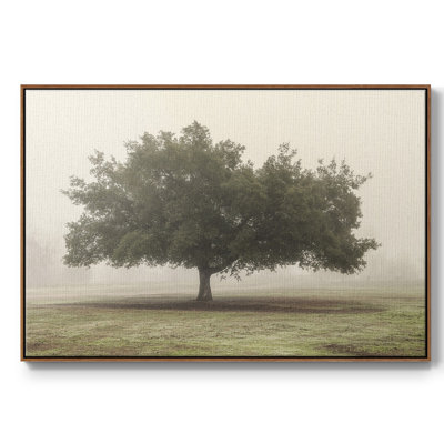 Arbres dans le brouillard II
