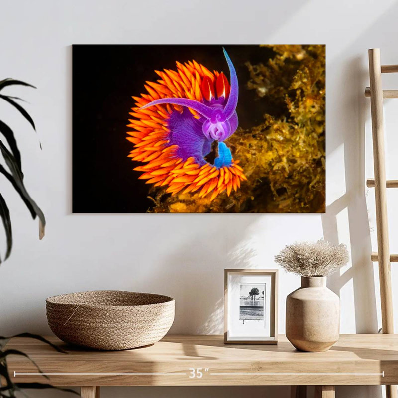 Spanish Shawl Nudibranch, 26" H x 39" W