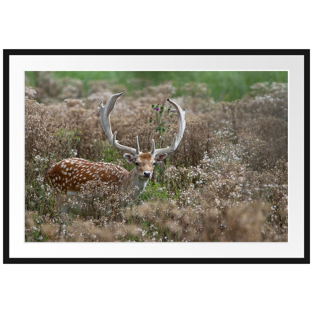 Gerahmtes Poster Axishirsch auf Wildwiese