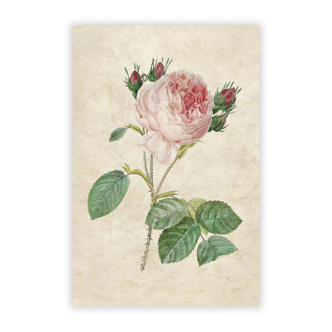 Cabbage Rose by Pierre Joseph Redoute - Frameless Print