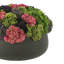Sedum Arrangement in Fiberstone Planter-1930993478